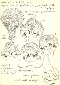 Vorschaubild Nectandra lanceolata var. parvifolia Mez